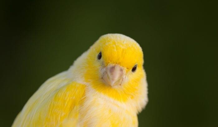 Find the Canary in Your Data: Data Mining Techniques for Non-Analysts